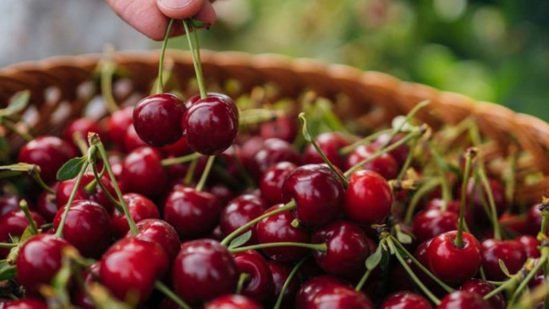 Cherry bao nhiêu calo? Ăn cherry nhiều có tốt không?