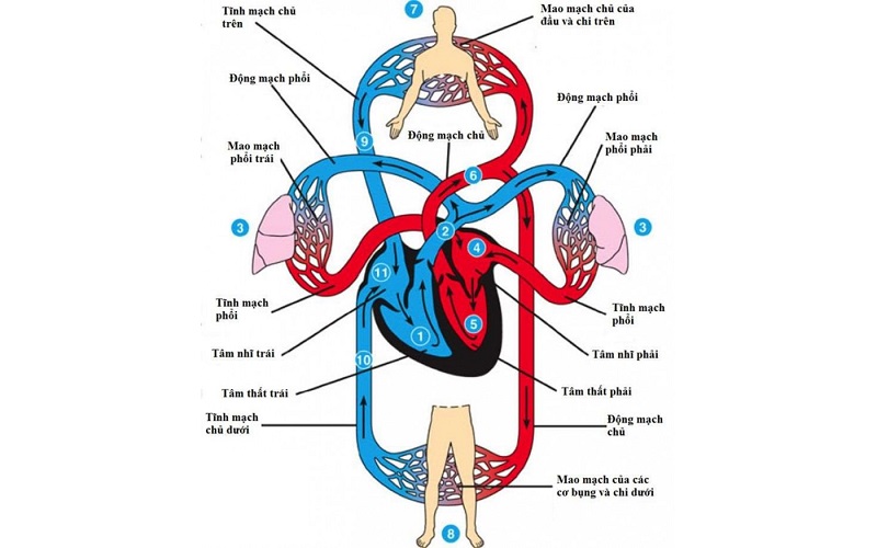 Tim người có mấy ngăn và hoạt động như thế nào?