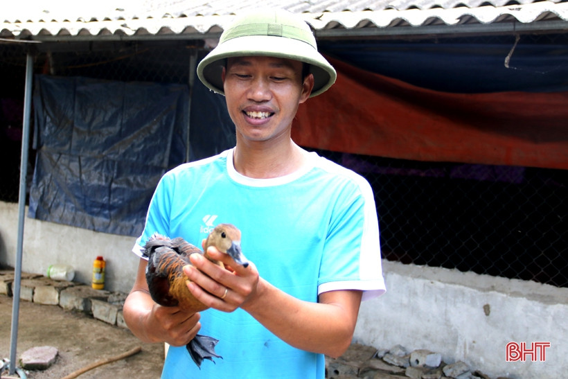 2 tháng nuôi chim le le, một nông dân Hà Tĩnh lãi hàng chục triệu