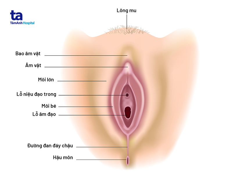 Môi bé là gì? Cấu tạo, vị trí và chức năng đối với cơ thể phụ nữ