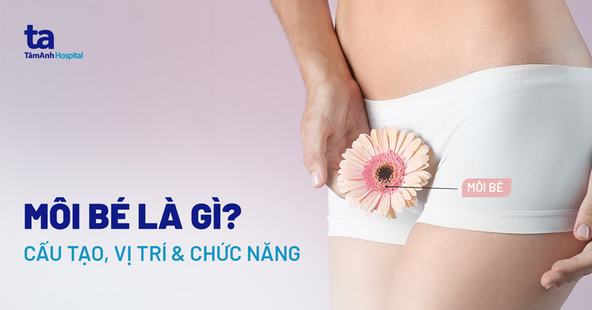 Môi bé là gì? Cấu tạo, vị trí và chức năng đối với cơ thể phụ nữ