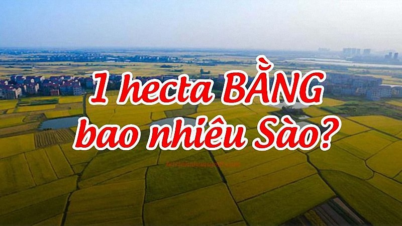 1 hecta bằng bao nhiêu sào? Cách quy đổi héc ta nhanh chóng