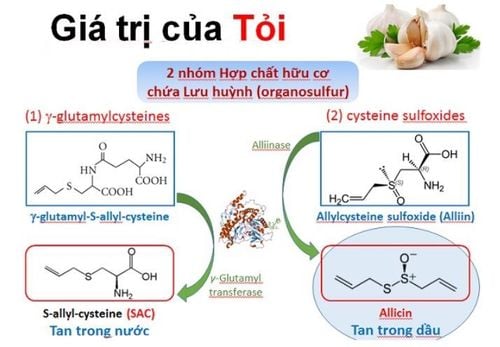 Tác dụng khi ăn tỏi sống với sức khỏe