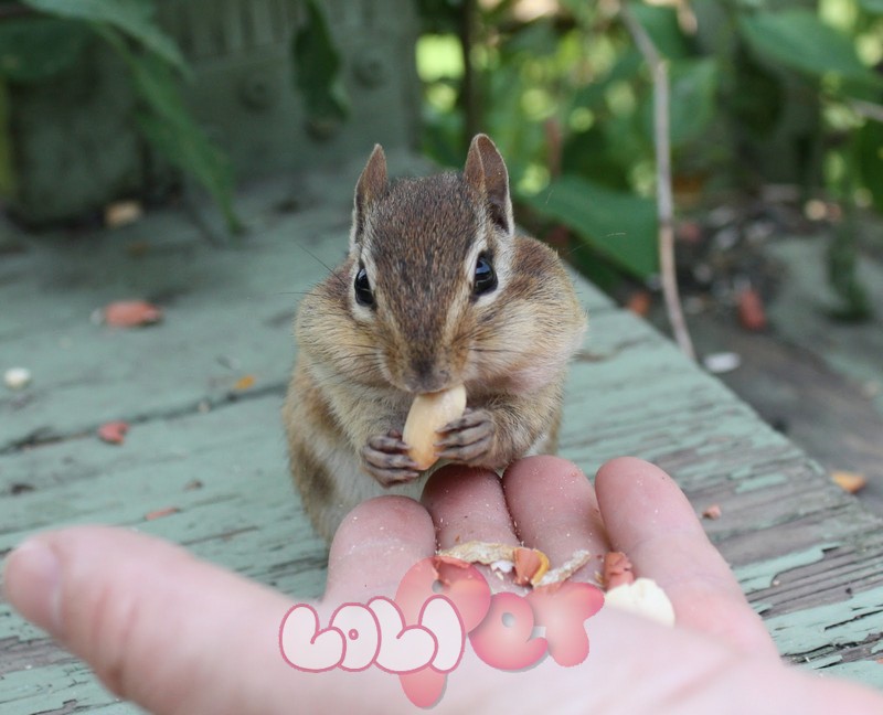 Các lưu ý cơ bản khi nuôi Sóc Chipmunk