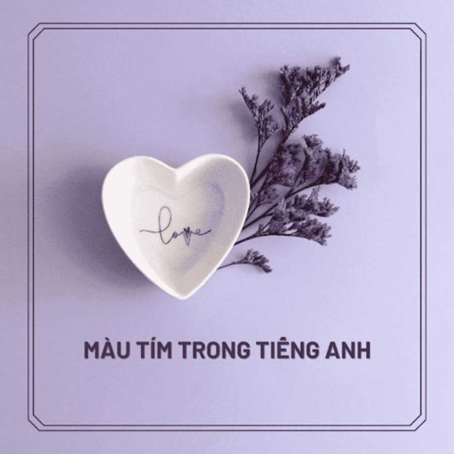 Màu tím trong tiếng Anh là gì? Những bài học thú vị về Purple