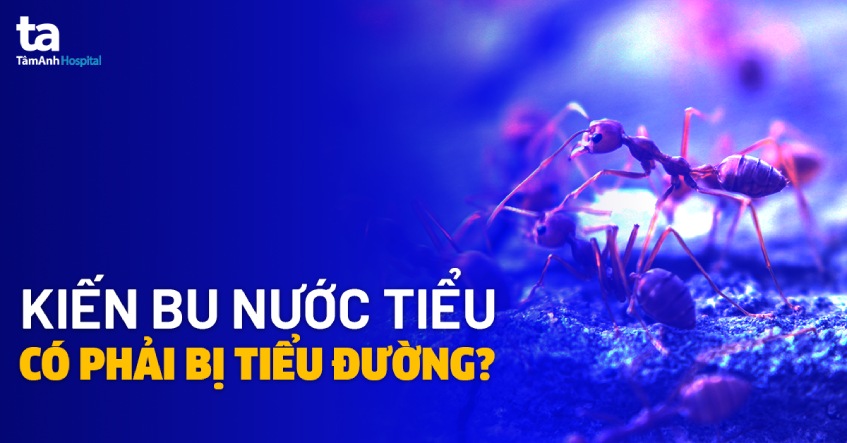 Kiến bu nước tiểu có phải bị bệnh tiểu đường? Vì sao?