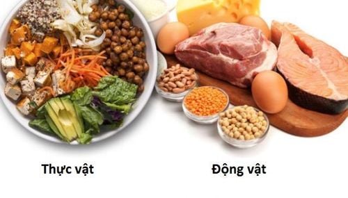 Phân biệt đạm động vật và đạm thực vật