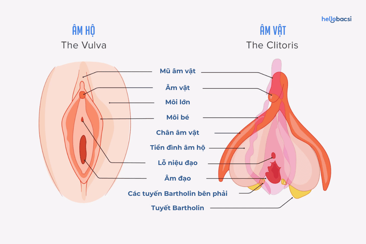 Âm vật là gì? Cấu tạo, vị trí và chức năng trong quan hệ tình dục