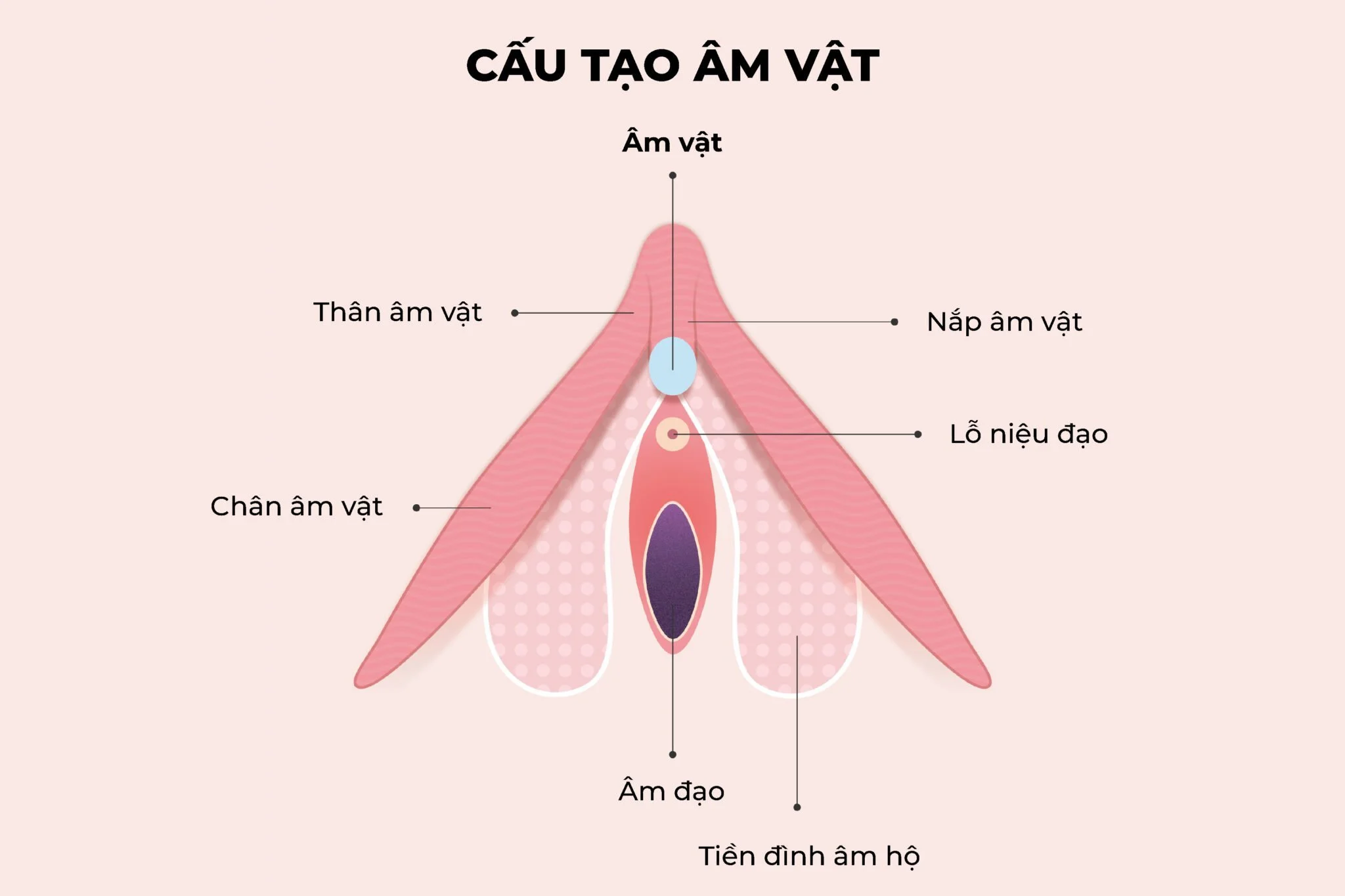 Âm vật là gì? Cấu tạo, vị trí và chức năng trong quan hệ tình dục