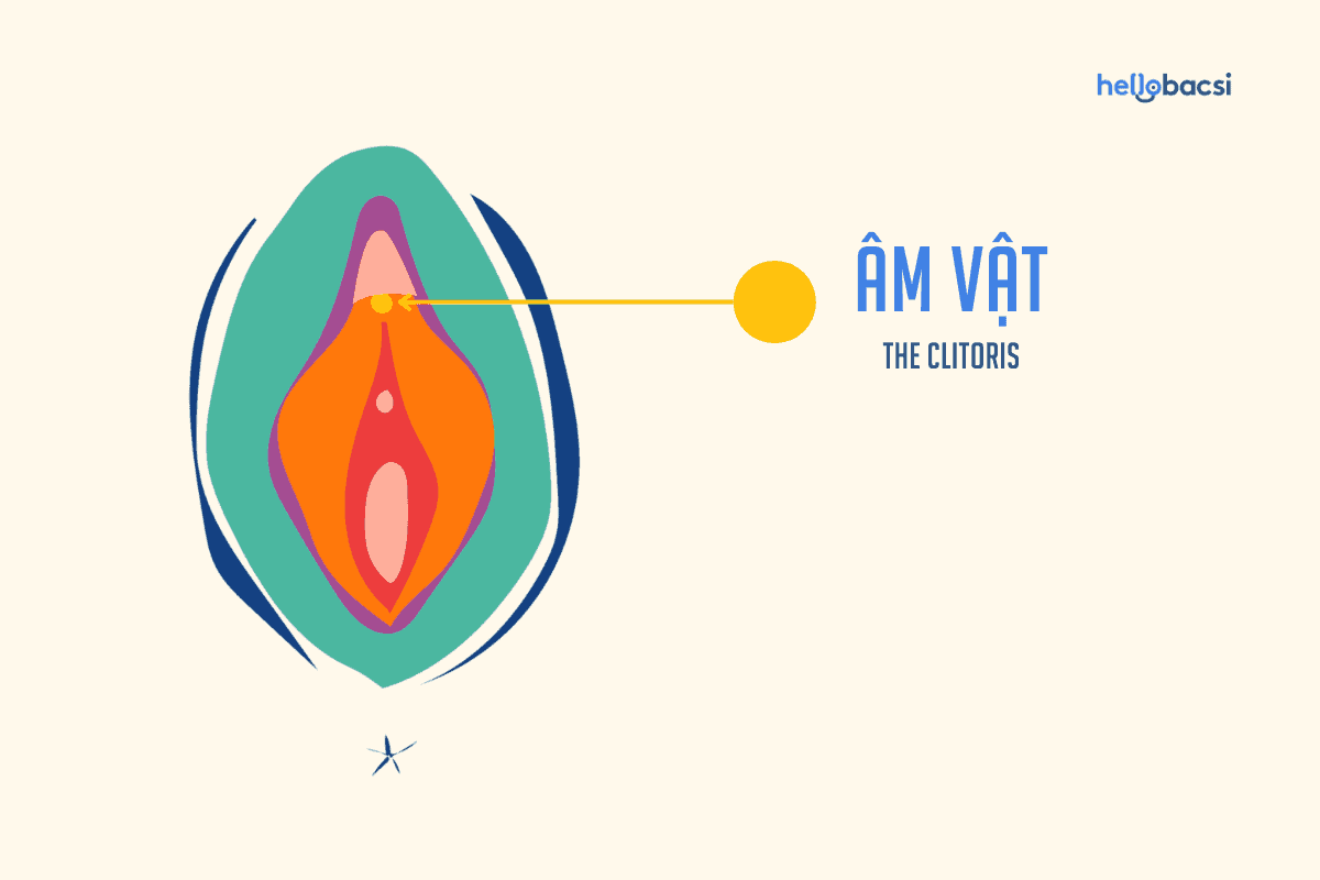 Âm vật là gì? Cấu tạo, vị trí và chức năng trong quan hệ tình dục