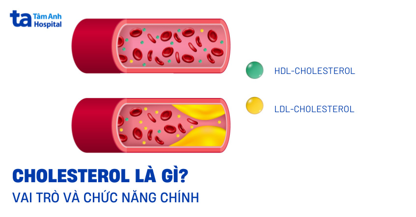 Cholesterol là gì? Có mấy loại? Chức năng, vai trò và cấu tạo