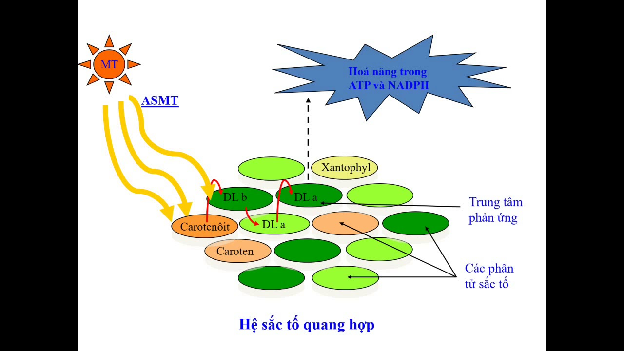 Sinh 11: Quang Hợp Ở Thực Vật Là Gì? Vai Trò Và Ý Nghĩa Quá Trình Quang Hợp