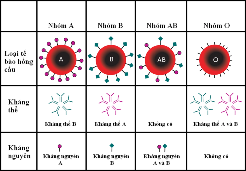 Mách bạn 4 cách kiểm tra nhóm máu đơn giản không cần xét nghiệm