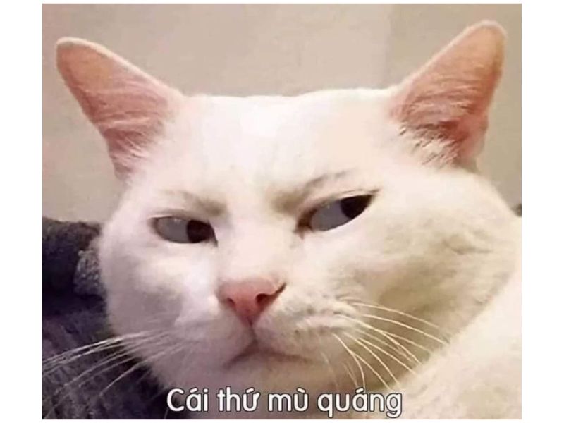 Tổng hợp meme mèo hài bựa, meme mèo cute cực dễ thương