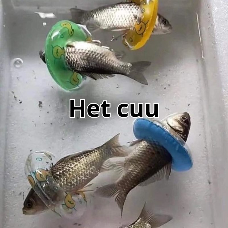 Tổng hợp meme hết cứu | Nguồn gốc meme hết cứu