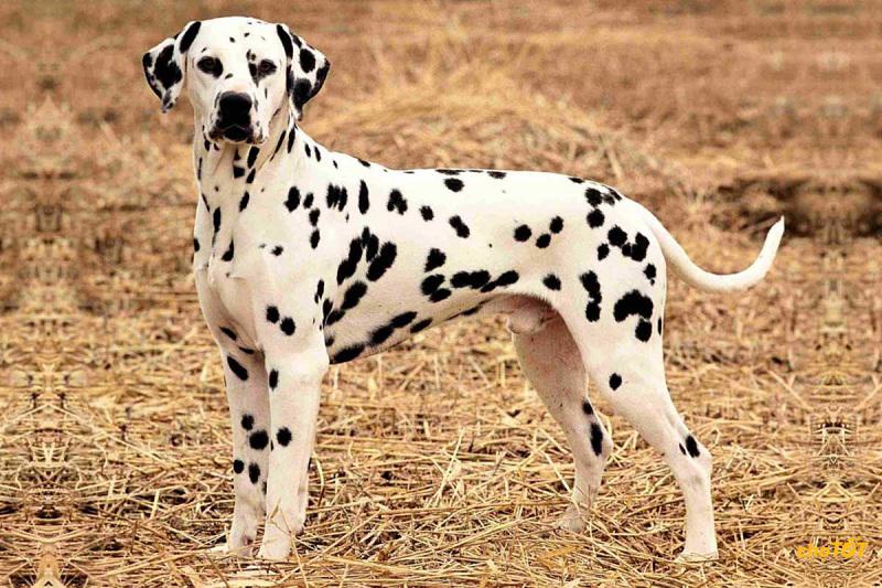 Chó Đốm Đẹp, Dễ Thương, Dalmatian Thuần Chủng, Lai, Giá Rẻ