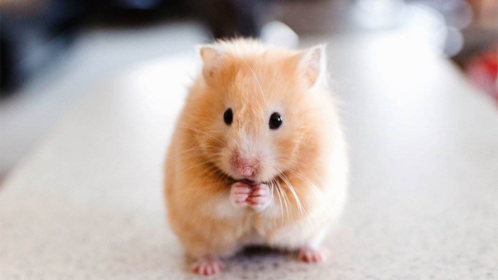 Hình ảnh chuột Hamster dễ thương, cute, đẹp nhất - Hình nền chuột Hamster