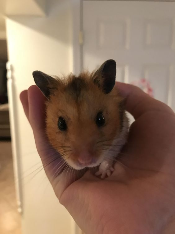 Hình ảnh chuột Hamster dễ thương, cute, đẹp nhất - Hình nền chuột Hamster