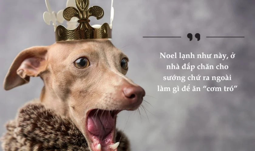 199+ STT Noel hài hước, STT thả thính Noel hay nhất