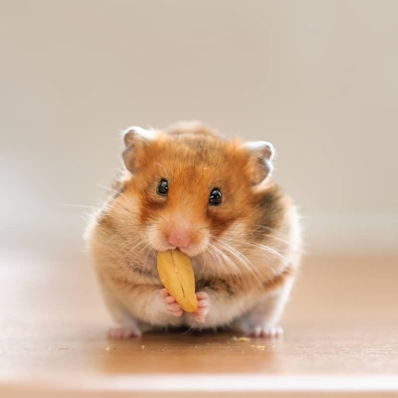 Hình ảnh chuột Hamster dễ thương, cute, đẹp nhất - Hình nền chuột Hamster