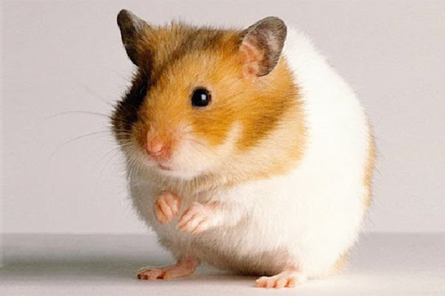 Hình ảnh chuột Hamster dễ thương, cute, đẹp nhất - Hình nền chuột Hamster