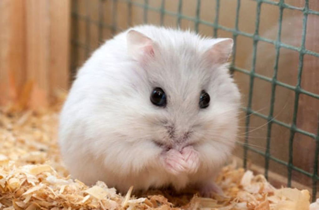 Hình ảnh chuột Hamster dễ thương, cute, đẹp nhất - Hình nền chuột Hamster