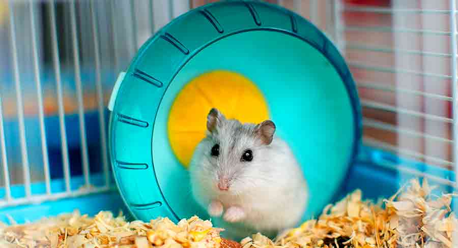 Hình ảnh chuột Hamster dễ thương, cute, đẹp nhất - Hình nền chuột Hamster