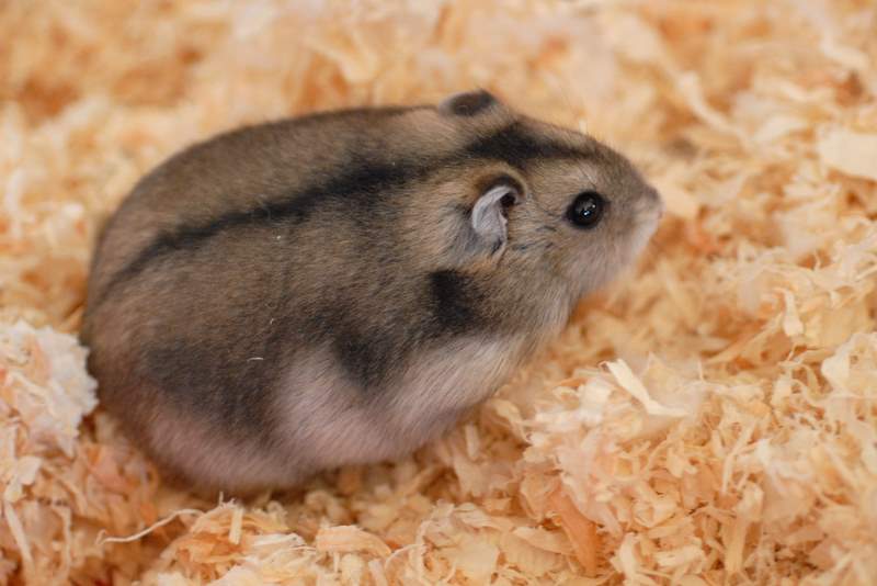 Hình ảnh chuột Hamster dễ thương, cute, đẹp nhất - Hình nền chuột Hamster