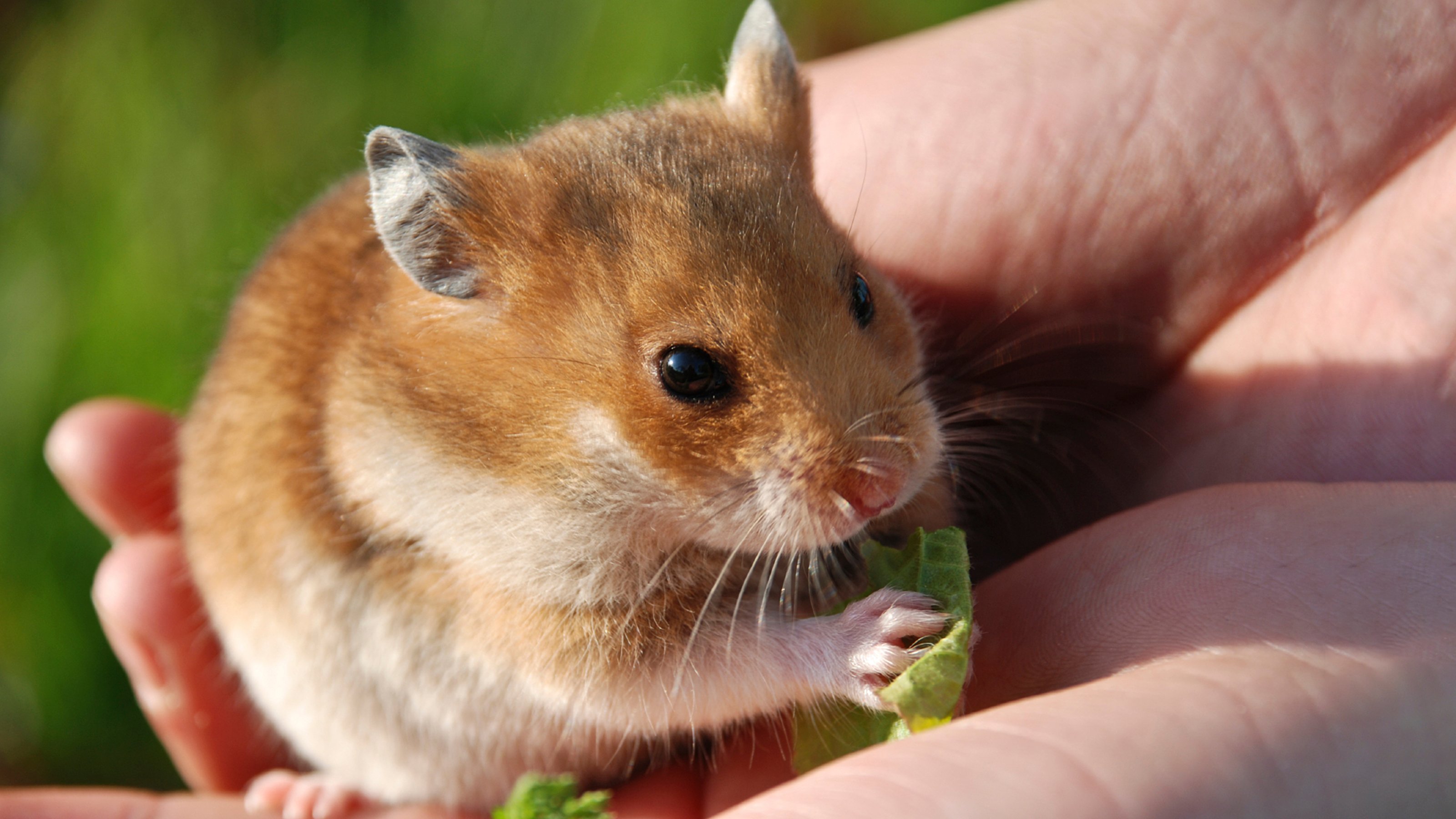 Hình ảnh chuột Hamster dễ thương, cute, đẹp nhất - Hình nền chuột Hamster