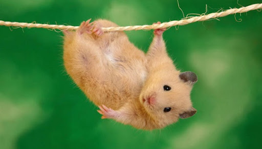 Hình ảnh chuột Hamster dễ thương, cute, đẹp nhất - Hình nền chuột Hamster