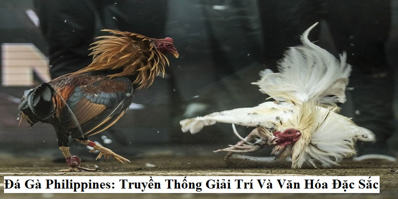 Đá Gà Philippines: Truyền Thống Giải Trí Và Văn Hóa Đặc Sắc